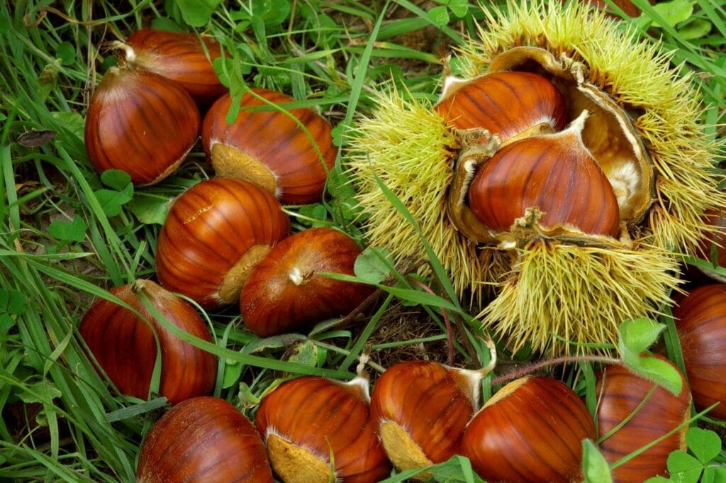 Castagne