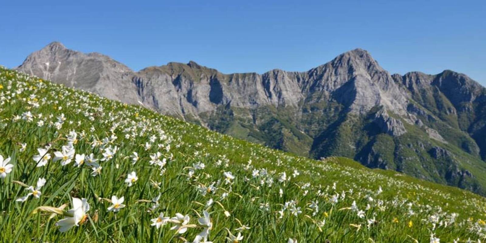 n. Fioriture sul Monte CAI Prato