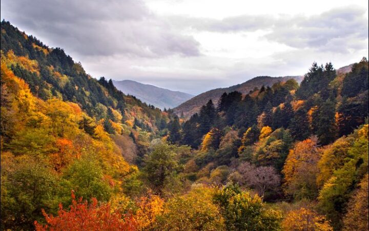 Foreste Casentinesi