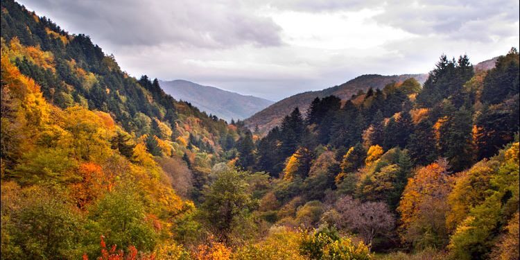 Foreste Casentinesi