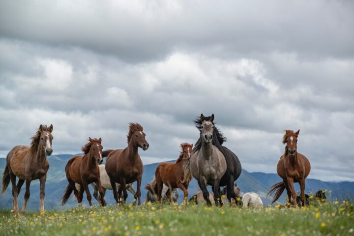 Cavalli in Calvana