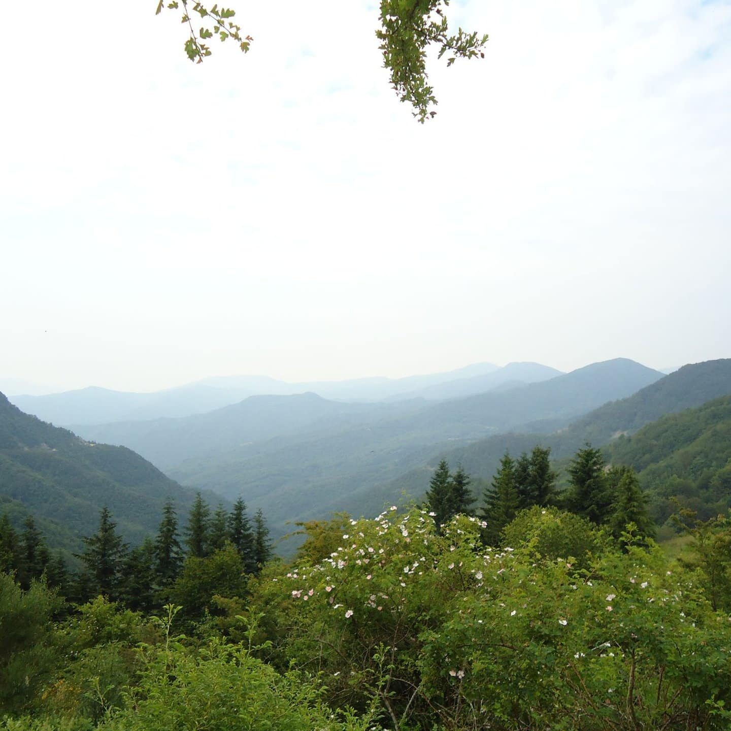 Alpe di Cavarzano 2