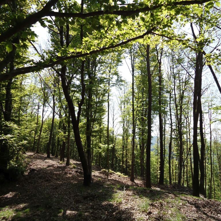 Bosco nei pressi del Passo degli Acquiputoli