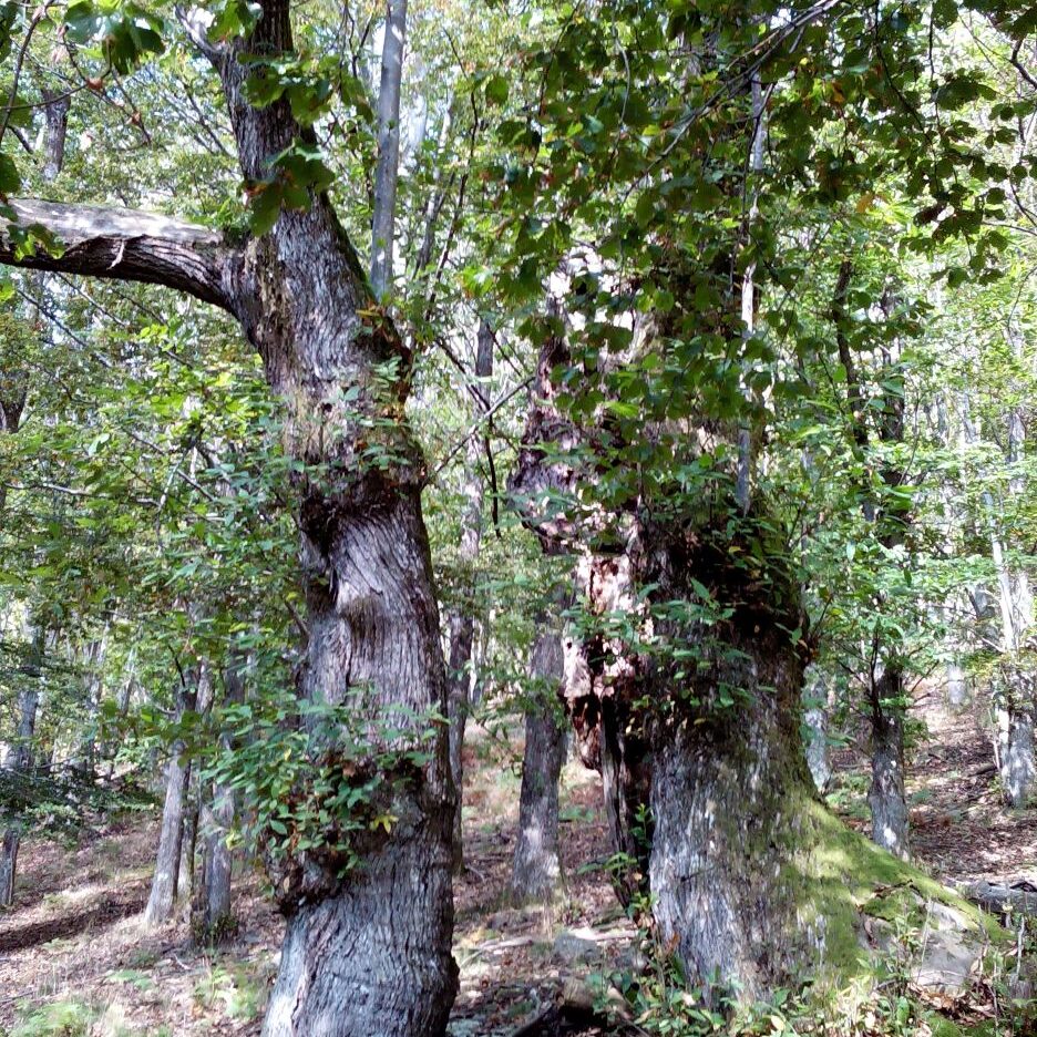 Il Brandiglianone, castagno secolare