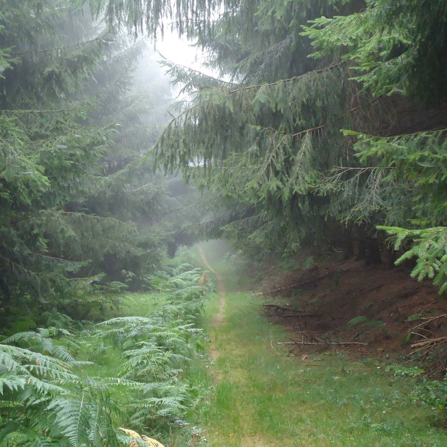 Bosco lungo il sentiero #2