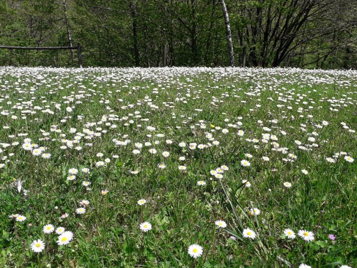 Sentieri di Primavera